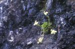 : - Erigeron luteoviridis