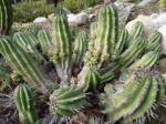 : - Euphorbia ferox