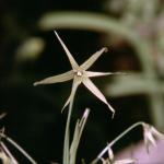 : - Solaria atropurpurea