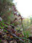 : - Solaria miersioides