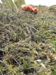 : - Krameria cistoidea