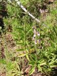 : - Stachys grandidentata