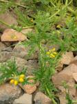 : - Loasa elongata