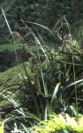 : - Machaerina scirpoidea