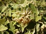 : - Corynabutilon ceratocarpum