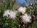 : - Myrceugenia lanceolata