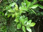 : - Myrceugenia planipes