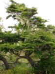 Antarktische Scheinbuche-Nothofagus antarctica