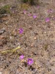 : - Mirabilis prostrata