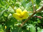 : - Ludwigia peploides subsp. peploides