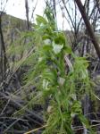 : - Bipinnula plumosa