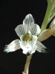 : - Chloraea bletioides