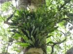 : - Pleopeltis macrocarpa