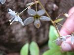 : - Lysimachia sertulata