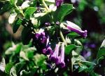 : - Rhaphithamnus venustus