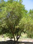 : - Azara integrifolia