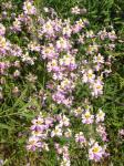 Gefiederte Spaltblume - Schizanthus pinnatus