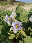 : - Solanum heterantherum