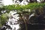 : - Thyrsopteris elegans
