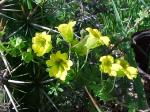 : - Tropaeolum brachyceras