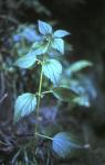 : - Urtica berteroana