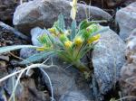 : - Viola pusilla