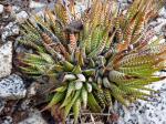 : - Haworthia attenuata var. radula