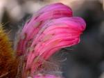 : - Cleistocactus roseiflorus