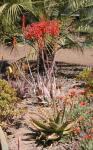 Großzähnige Aloe-Aloe grandidentata