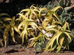 : - Aloe yemenica
