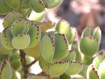 Cotyledon tomentosa subsp. ladismithensis - Cotyledon tomentosa subsp. ladismithiensis