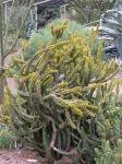Gelbblühende Säulen-Wolfsmilch - Euphorbia ledienii