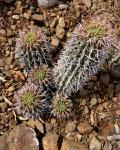 : - Euphorbia pillansii