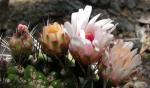 : - Gymnocalycium pflanzii