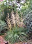 : - Nolina lindheimeriana