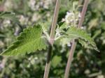 Echte Katzenminze - Nepeta cataria