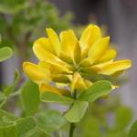 Dalmatinischer Goldregen - Petteria ramentacea