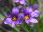 Blauaugengras-Sisyrinchium angustifolium