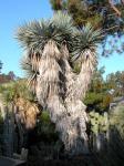 : - Yucca rigida