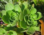 Balsam-Aeonium - Aeonium balsamiferum