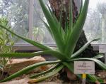 Brutknospentragende Aloe - Aloe bulbillifera