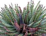 : - Aloe melanacantha