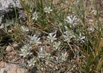 : - Arenaria armerina subsp. caesia