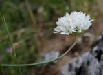 : - Armeria villosa