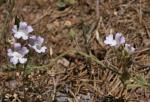 : - Chaenorhinum macropodum