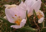Dreiblättrige Zeitlose - Colchicum triphyllum