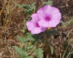 : - Convolvulus thunbergii