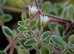 : - Crassula expansa subsp. fragilis