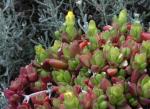 : - Delosperma lineare