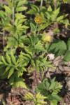 Schlitzblättriger Sonnenhut - Rudbeckia laciniata